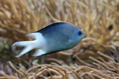 Dry Fishes by Csr Agro Products
