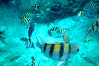 Lucky Underwater Fishing Camera