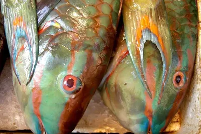 King fish steaks