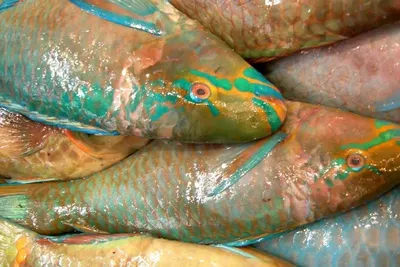 Rohu Fish