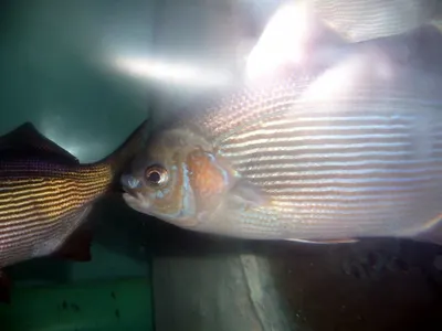 Fish & dry fish