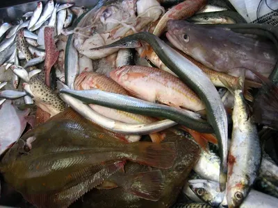 Surf Redfish Sandfish