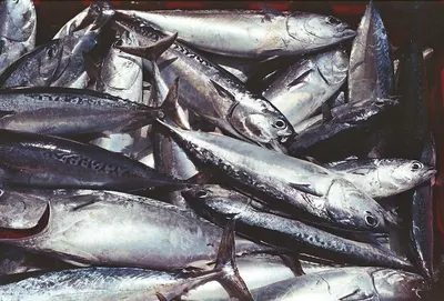 Chilean seabass / Patagonian Toothfish