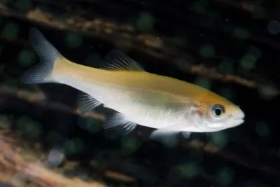 Frozen Pangasius fish supplier