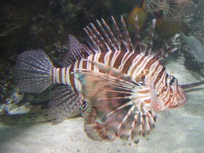 Striped Eel Catfish Marine Ornamental Fish by Terrance Perera