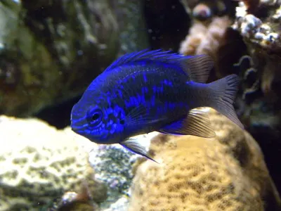 Fresh Water Rohu Fish