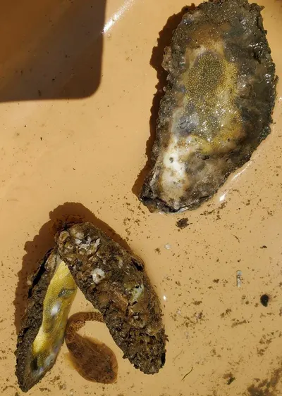 Brown Golden Agate Slab