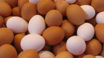 Hatching Chicken Eggs Cobb 500 Wholesale