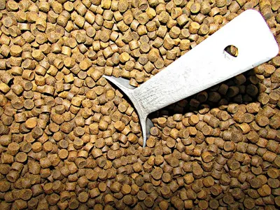 Quality Brown Lentils by Soupin Jean Stephane