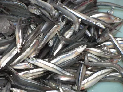 Baby / Small Boiled Anchovy