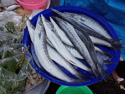 SPANISH MACKEREL