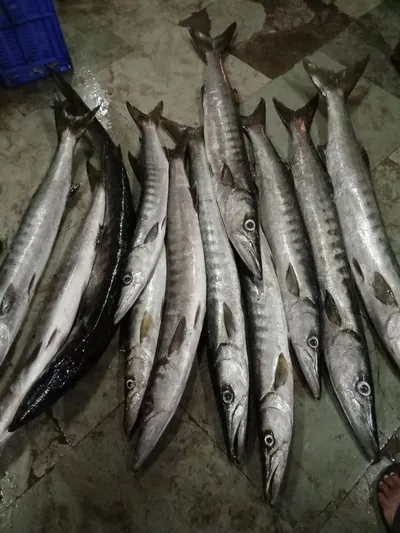 Seer Fish, King Fish, King Mackerel