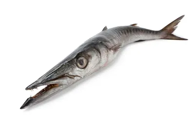Spanish Mackerel by Marina Seafood