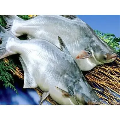 Barramundi Fish