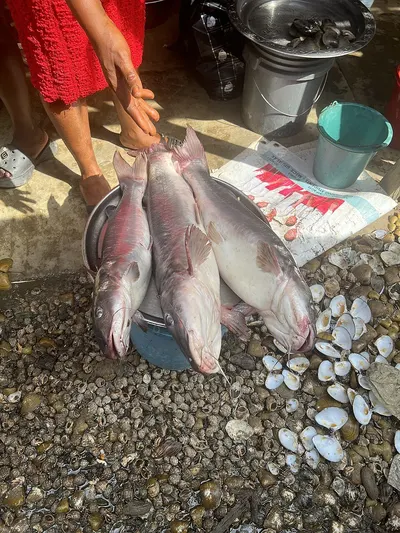 Goat Fish