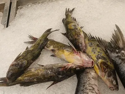 Frozen Gutted Daggertooth Pike Conger