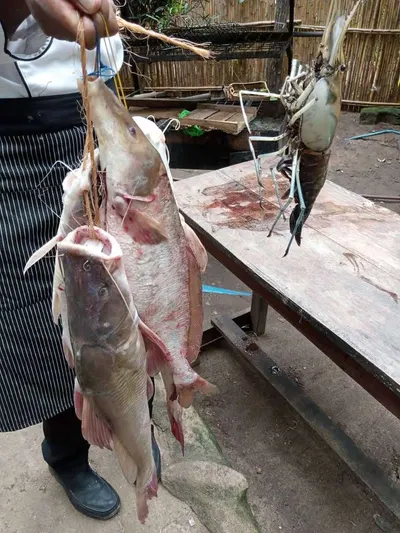Cuttle Fish Whole Hook Catch