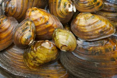 Meretrix lyrata clam
