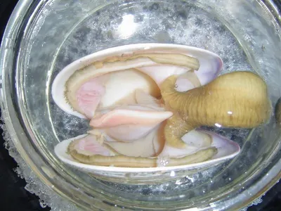 Conch Running Water