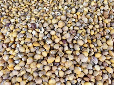 Pebbles