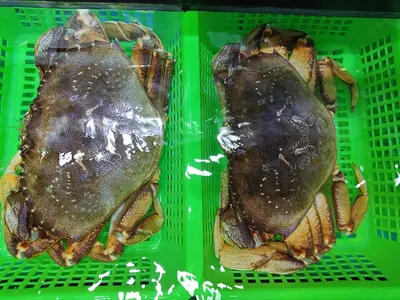 Frozen 3 Sport Crab