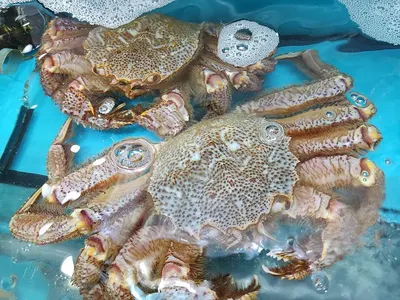 Cuttlefish / Baby Cuttlefish by Pt. Hexa Lintas Nusantara
