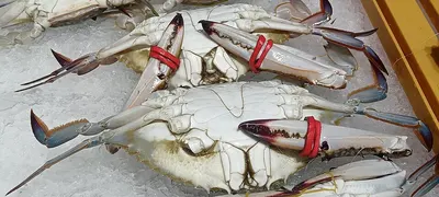 Metal Lures With Feather Hooks