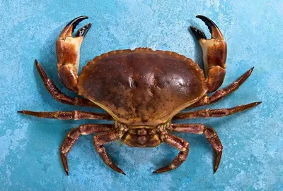 Brown Crab (Cancer pagurus)