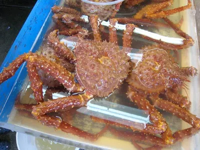 Dungness Crab