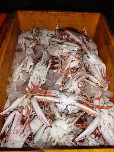 Crabs by F D & A Inter Co. Ltd.