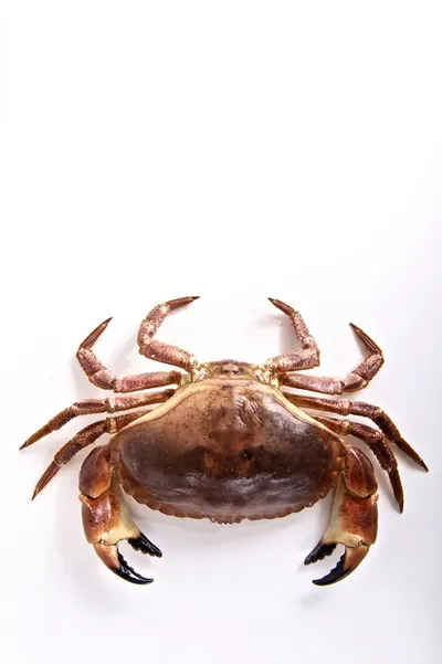 Crabs