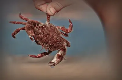 Mud Crab