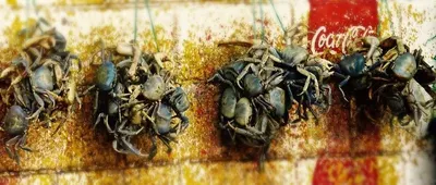 Crabe Entiers Crabs