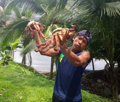 Crabe En Morceaux Crabs