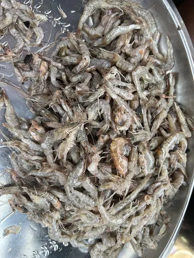 Dried Crickets