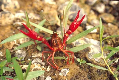Scarlet Shrimp