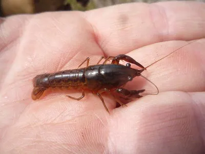 Vannamei Shrimp (litopenaeus Vannamei)