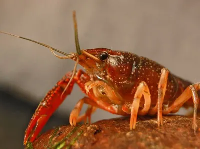 Panulirus Sp Lobster