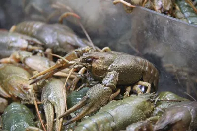 Green Lobster
