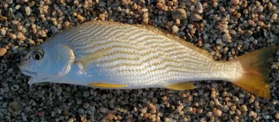 Arowana Silver Albino