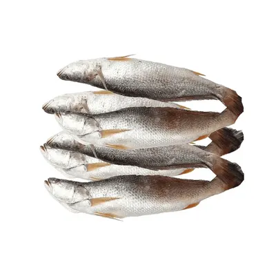 Sea Bass by Huvy Export Import Co., Ltd.