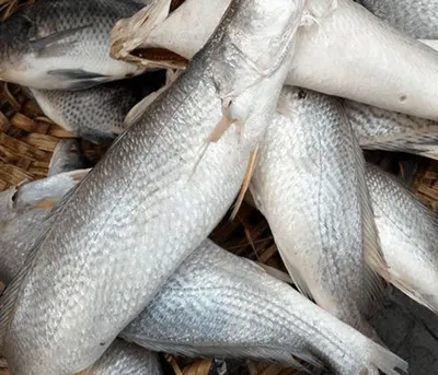 Seafoods And Frozen Food Exporter Barramundi