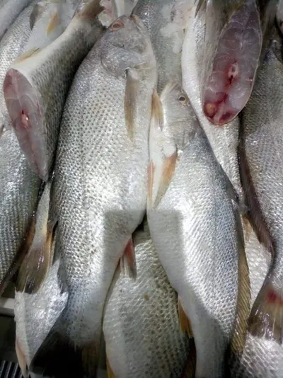 Fresh or Frozen Emperor Fish