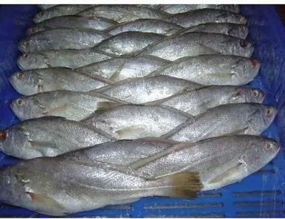 Caned fish products