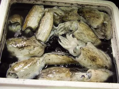 Live Green Lip Mussels (Perna canaliculus)