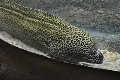 Marbled Eel