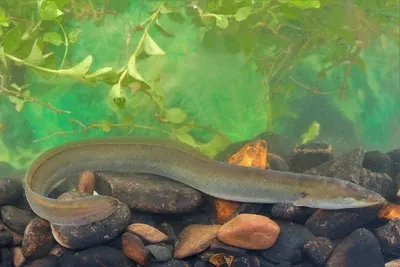 Glass Eel
