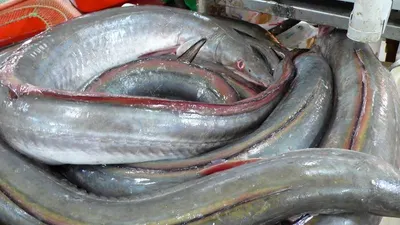Conger Eel Fish by Omega Enterprise