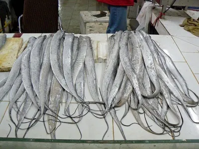 Fin Line