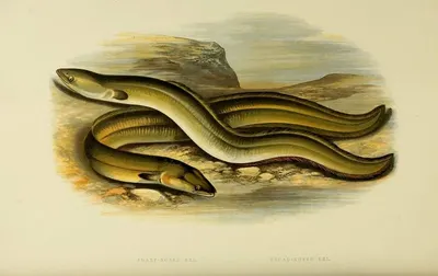 Eel fish - Image 3